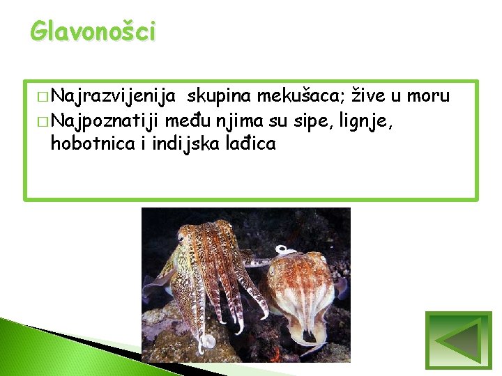 Glavonošci � Najrazvijenija skupina mekušaca; žive u moru � Najpoznatiji među njima su sipe, Glavonošci � Najrazvijenija skupina mekušaca; žive u moru � Najpoznatiji među njima su sipe,