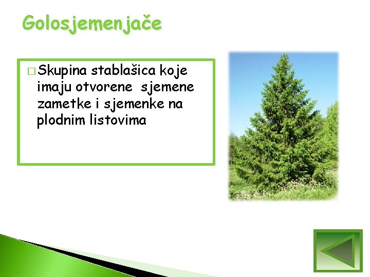 Golosjemenjače � Skupina stablašica koje imaju otvorene sjemene zametke i sjemenke na plodnim listovima Golosjemenjače � Skupina stablašica koje imaju otvorene sjemene zametke i sjemenke na plodnim listovima