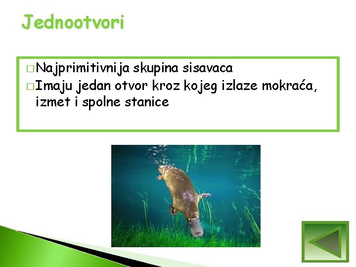 Jednootvori � Najprimitivnija skupina sisavaca � Imaju jedan otvor kroz kojeg izlaze mokraća, izmet Jednootvori � Najprimitivnija skupina sisavaca � Imaju jedan otvor kroz kojeg izlaze mokraća, izmet
