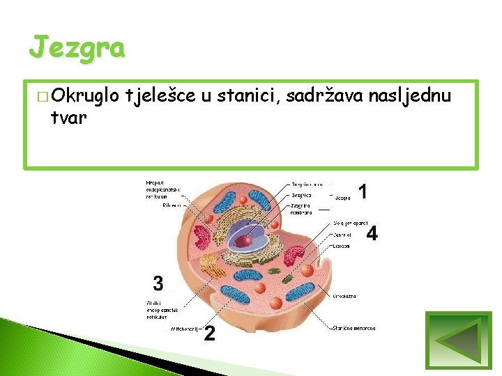 Jezgra � Okruglo tvar tjelešce u stanici, sadržava nasljednu Jezgra � Okruglo tvar tjelešce u stanici, sadržava nasljednu