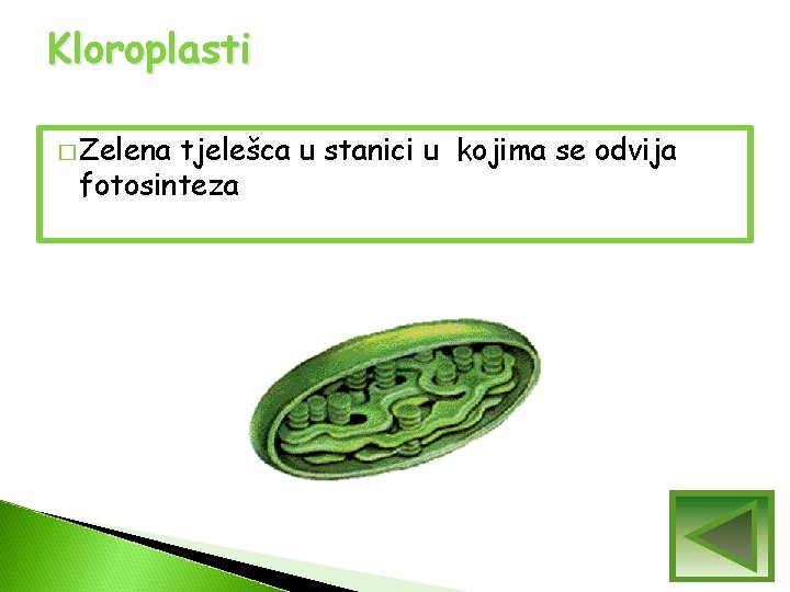 Kloroplasti � Zelena tjelešca u stanici u kojima se odvija fotosinteza Kloroplasti � Zelena tjelešca u stanici u kojima se odvija fotosinteza
