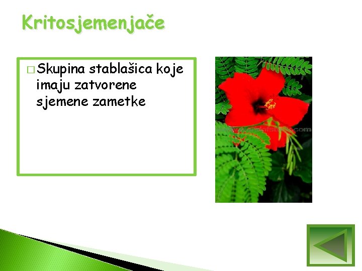Kritosjemenjače � Skupina stablašica koje imaju zatvorene sjemene zametke Kritosjemenjače � Skupina stablašica koje imaju zatvorene sjemene zametke
