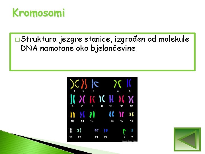Kromosomi � Struktura jezgre stanice, izgrađen od molekule DNA namotane oko bjelančevine Kromosomi � Struktura jezgre stanice, izgrađen od molekule DNA namotane oko bjelančevine