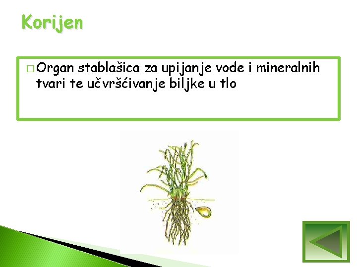 Korijen � Organ stablašica za upijanje vode i mineralnih tvari te učvršćivanje biljke u Korijen � Organ stablašica za upijanje vode i mineralnih tvari te učvršćivanje biljke u