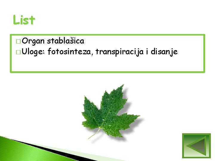 List � Organ stablašica � Uloge: fotosinteza, transpiracija i disanje List � Organ stablašica � Uloge: fotosinteza, transpiracija i disanje