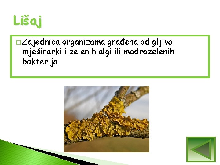 Lišaj � Zajednica organizama građena od gljiva mješinarki i zelenih algi ili modrozelenih bakterija Lišaj � Zajednica organizama građena od gljiva mješinarki i zelenih algi ili modrozelenih bakterija