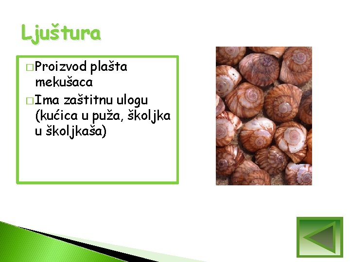 Ljuštura � Proizvod plašta mekušaca � Ima zaštitnu ulogu (kućica u puža, školjka u Ljuštura � Proizvod plašta mekušaca � Ima zaštitnu ulogu (kućica u puža, školjka u