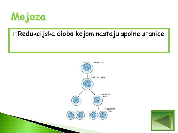 Mejoza � Redukcijska dioba kojom nastaju spolne stanice Mejoza � Redukcijska dioba kojom nastaju spolne stanice