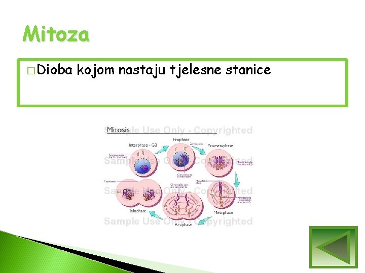 Mitoza � Dioba kojom nastaju tjelesne stanice Mitoza � Dioba kojom nastaju tjelesne stanice