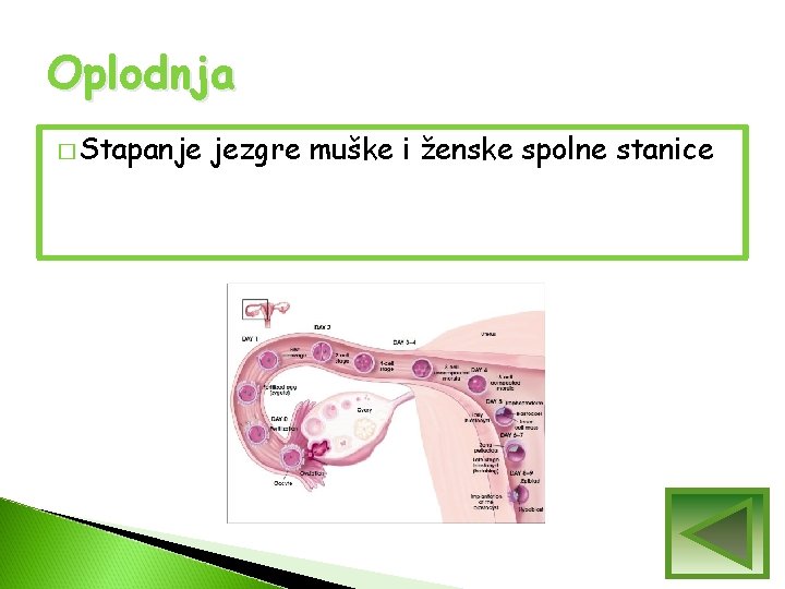 Oplodnja � Stapanje jezgre muške i ženske spolne stanice Oplodnja � Stapanje jezgre muške i ženske spolne stanice