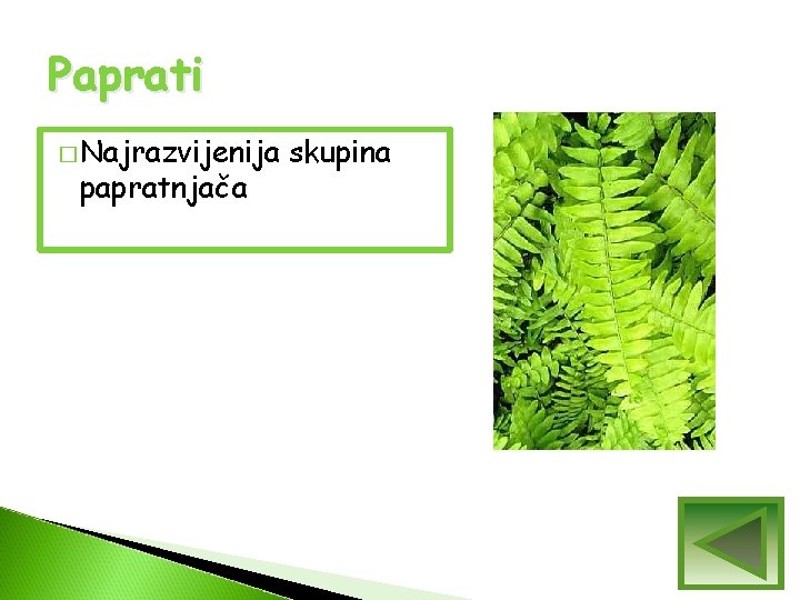 Paprati � Najrazvijenija papratnjača skupina Paprati � Najrazvijenija papratnjača skupina