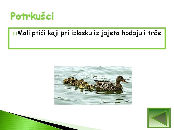 Potrkušci � Mali ptići koji pri izlasku iz jajeta hodaju i trče Potrkušci � Mali ptići koji pri izlasku iz jajeta hodaju i trče