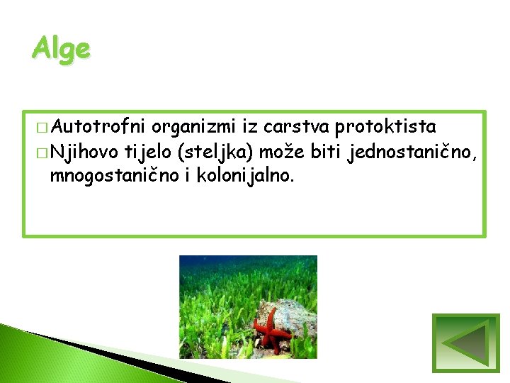 Alge � Autotrofni organizmi iz carstva protoktista � Njihovo tijelo (steljka) može biti jednostanično, Alge � Autotrofni organizmi iz carstva protoktista � Njihovo tijelo (steljka) može biti jednostanično,