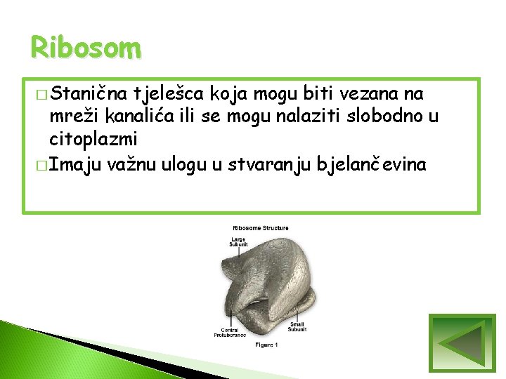 Ribosom � Stanična tjelešca koja mogu biti vezana na mreži kanalića ili se mogu Ribosom � Stanična tjelešca koja mogu biti vezana na mreži kanalića ili se mogu