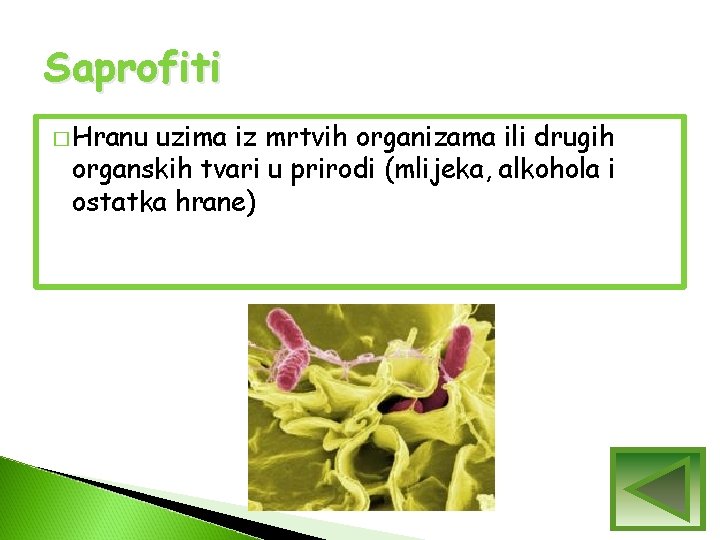 Saprofiti � Hranu uzima iz mrtvih organizama ili drugih organskih tvari u prirodi (mlijeka, Saprofiti � Hranu uzima iz mrtvih organizama ili drugih organskih tvari u prirodi (mlijeka,