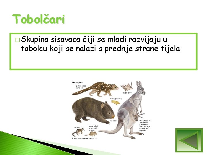 Tobolčari � Skupina sisavaca čiji se mladi razvijaju u tobolcu koji se nalazi s Tobolčari � Skupina sisavaca čiji se mladi razvijaju u tobolcu koji se nalazi s