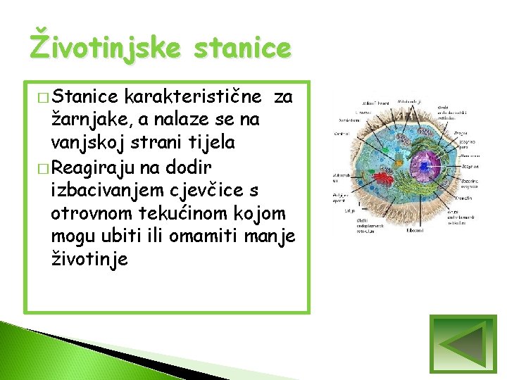 Životinjske stanice � Stanice karakteristične za žarnjake, a nalaze se na vanjskoj strani tijela Životinjske stanice � Stanice karakteristične za žarnjake, a nalaze se na vanjskoj strani tijela