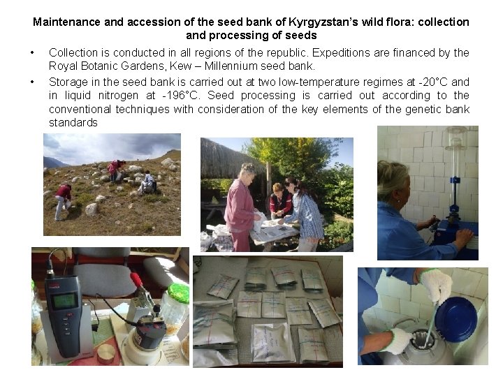 Maintenance and accession of the seed bank of Kyrgyzstan’s wild flora: collection and processing