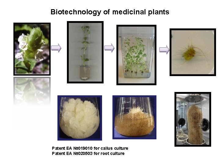 Biotechnology of medicinal plants Patent ЕА № 019010 for callus culture Patent ЕА №