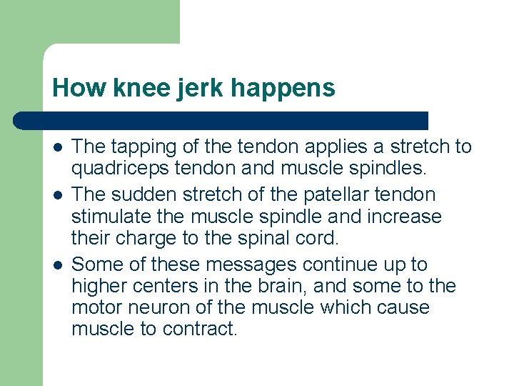 How knee jerk happens l l l The tapping of the tendon applies a How knee jerk happens l l l The tapping of the tendon applies a