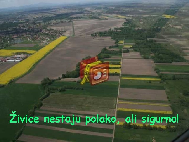 Živice nestaju polako, ali sigurno! 