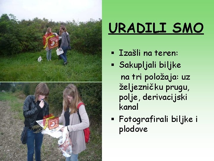 URADILI SMO § Izašli na teren: § Sakupljali biljke na tri položaja: uz željezničku URADILI SMO § Izašli na teren: § Sakupljali biljke na tri položaja: uz željezničku
