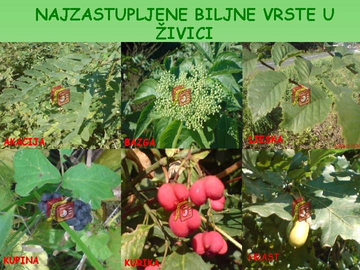 NAJZASTUPLJENE BILJNE VRSTE U ŽIVICI AKACIJA BAZGA KUPINA KURIKA LJESKA HRAST NAJZASTUPLJENE BILJNE VRSTE U ŽIVICI AKACIJA BAZGA KUPINA KURIKA LJESKA HRAST
