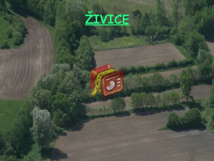 ŽIVICE ŽIVICE