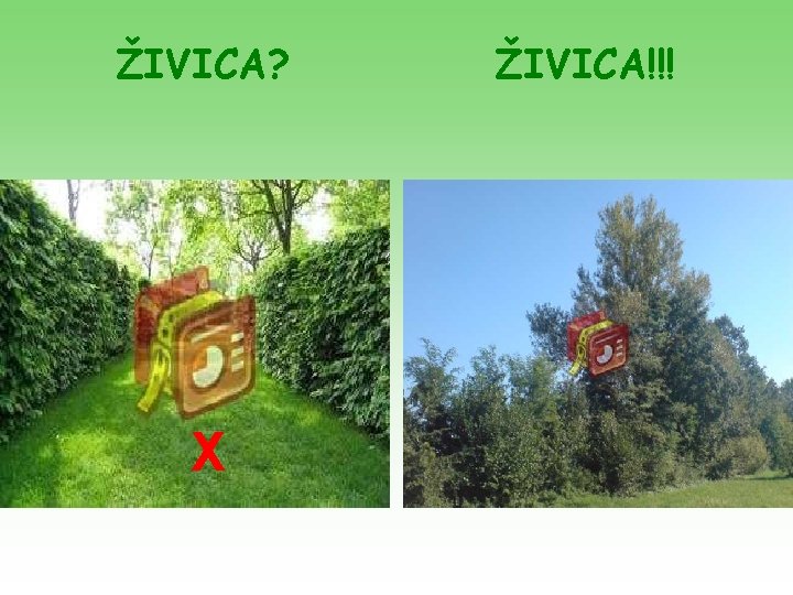 ŽIVICA? X ŽIVICA!!! 