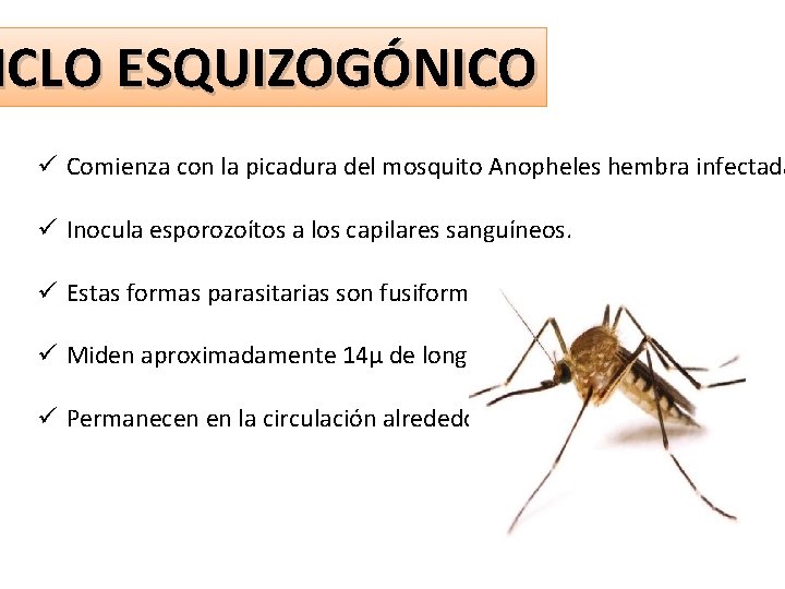 ICLO ESQUIZOGÓNICO ü Comienza con la picadura del mosquito Anopheles hembra infectada ü Inocula