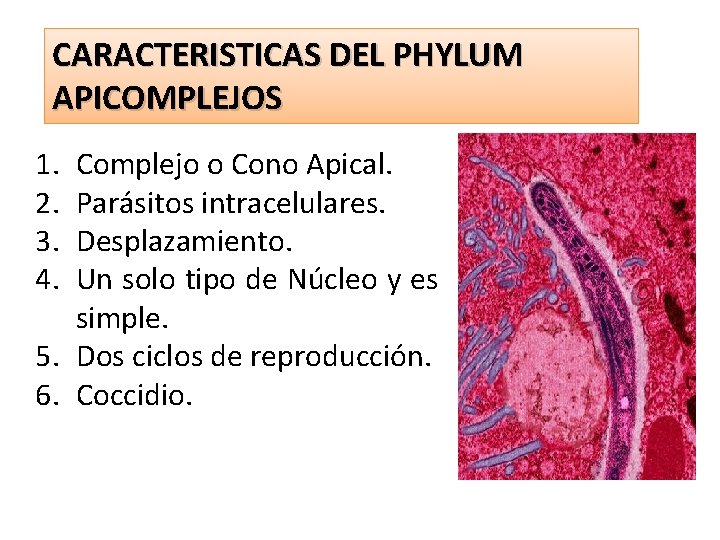 CARACTERISTICAS DEL PHYLUM APICOMPLEJOS 1. 2. 3. 4. Complejo o Cono Apical. Parásitos intracelulares.