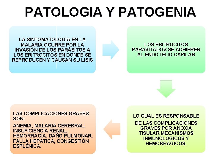 PATOLOGIA Y PATOGENIA LA SINTOMATOLOGÍA EN LA MALARIA OCURRE POR LA INVASIÓN DE LOS