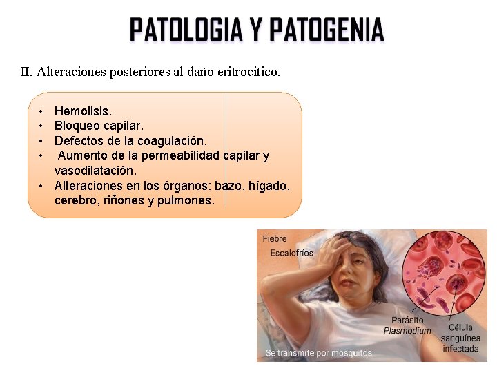 II. Alteraciones posteriores al daño eritrocitico. • Hemolisis. • Bloqueo capilar. • Defectos de