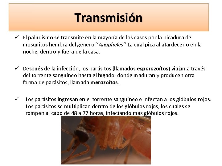 Transmisión ü El paludismo se transmite en la mayoría de los casos por la