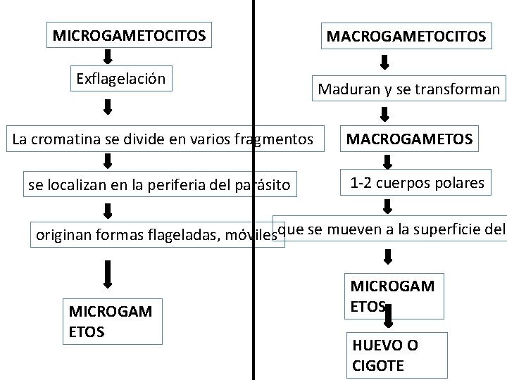 MICROGAMETOCITOS Exflagelación La cromatina se divide en varios fragmentos se localizan en la periferia