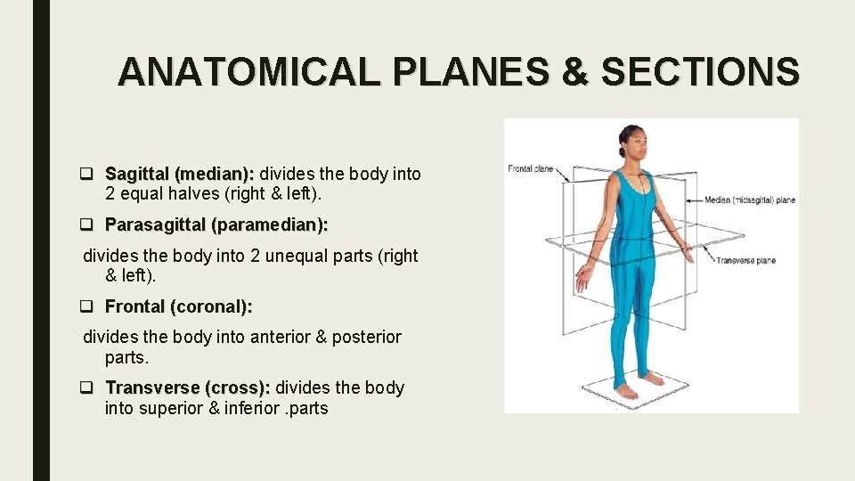 ANATOMICAL PLANES & SECTIONS q Sagittal (median): divides the body into 2 equal halves