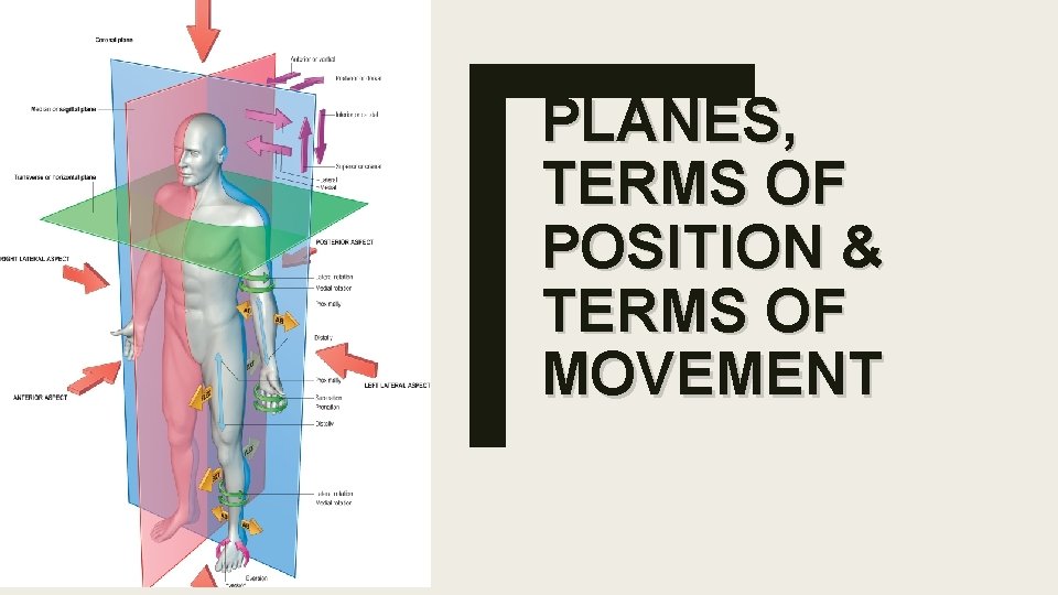 PLANES, TERMS OF POSITION & TERMS OF MOVEMENT 