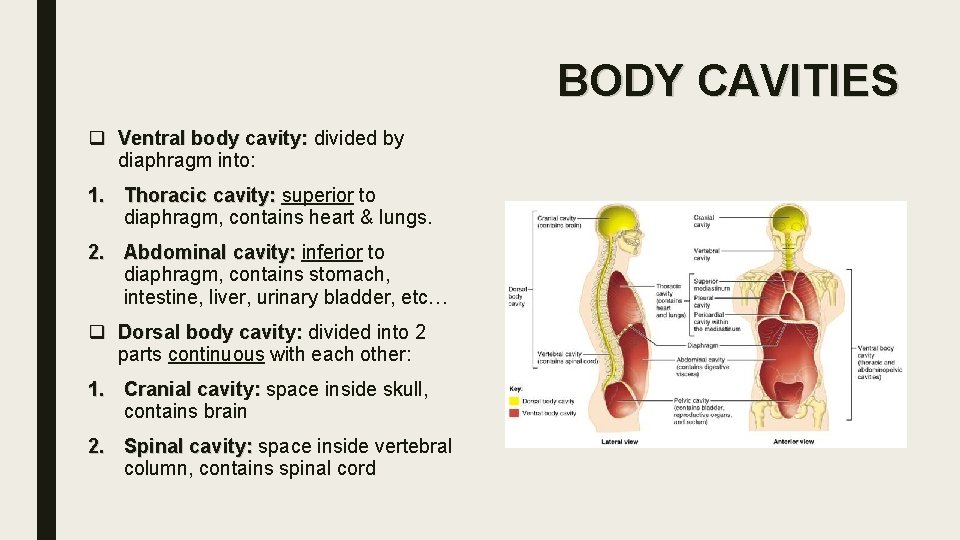 BODY CAVITIES q Ventral body cavity: divided by diaphragm into: 1. Thoracic cavity: superior