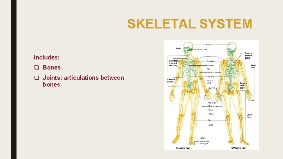 SKELETAL SYSTEM Includes: q Bones q Joints: articulations between bones 
