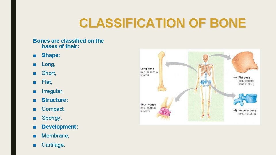 CLASSIFICATION OF BONE Bones are classified on the bases of their: ■ Shape: ■
