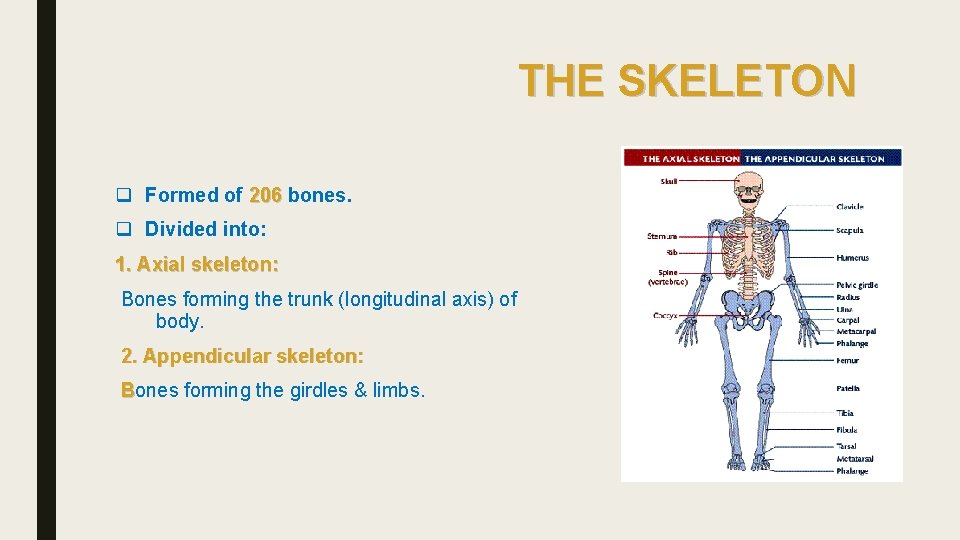THE SKELETON q Formed of 206 bones. q Divided into: 1. Axial skeleton: Bones