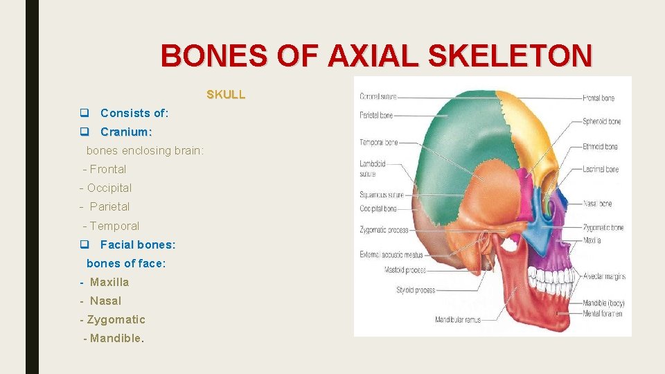 BONES OF AXIAL SKELETON SKULL q Consists of: q Cranium: bones enclosing brain: -