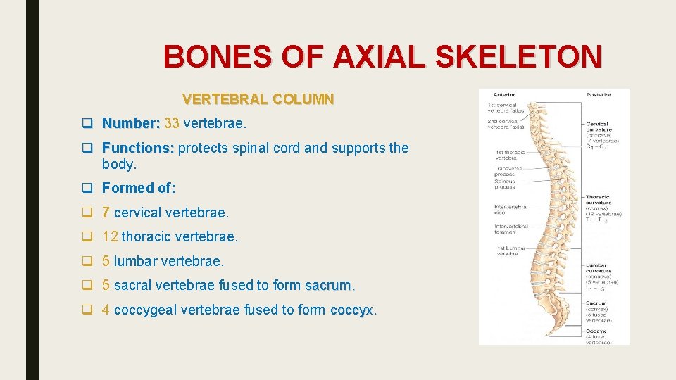 BONES OF AXIAL SKELETON VERTEBRAL COLUMN q Number: 33 vertebrae. q Functions: protects spinal
