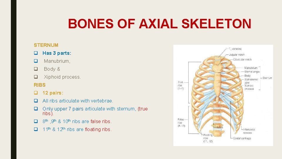 BONES OF AXIAL SKELETON STERNUM q Has 3 parts: q Manubrium, q Body &
