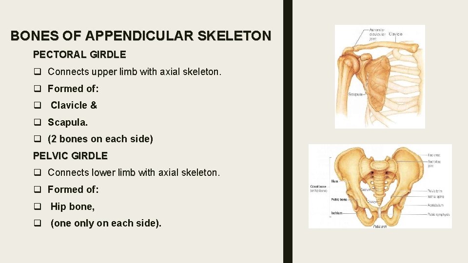 BONES OF APPENDICULAR SKELETON PECTORAL GIRDLE q Connects upper limb with axial skeleton. q