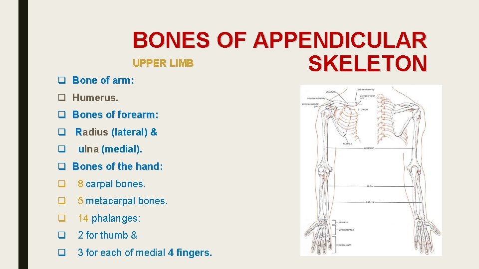 BONES OF APPENDICULAR UPPER LIMB SKELETON q Bone of arm: q Humerus. q Bones