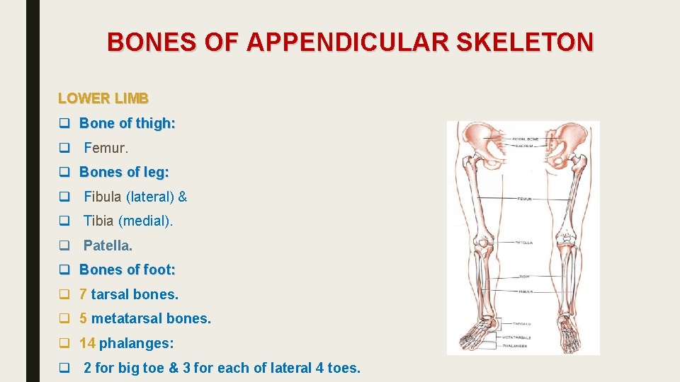 BONES OF APPENDICULAR SKELETON LOWER LIMB q Bone of thigh: q Femur. q Bones