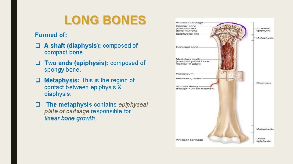 LONG BONES Formed of: q A shaft (diaphysis): composed of compact bone. q Two