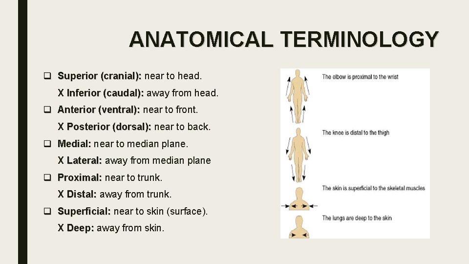ANATOMICAL TERMINOLOGY q Superior (cranial): near to head. X Inferior (caudal): away from head.
