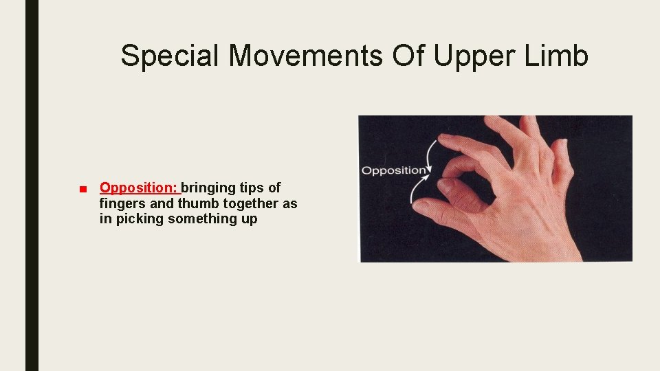 Special Movements Of Upper Limb ■ Opposition: bringing tips of fingers and thumb together